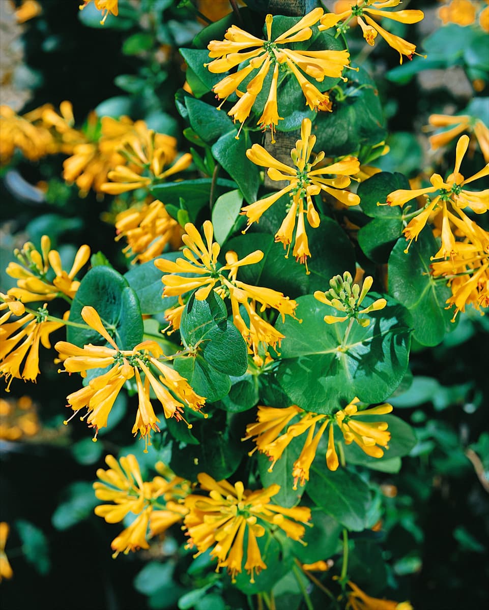 LONICERA x brownii Hummingbirds Gold (PPAF) / Kristin's Gold