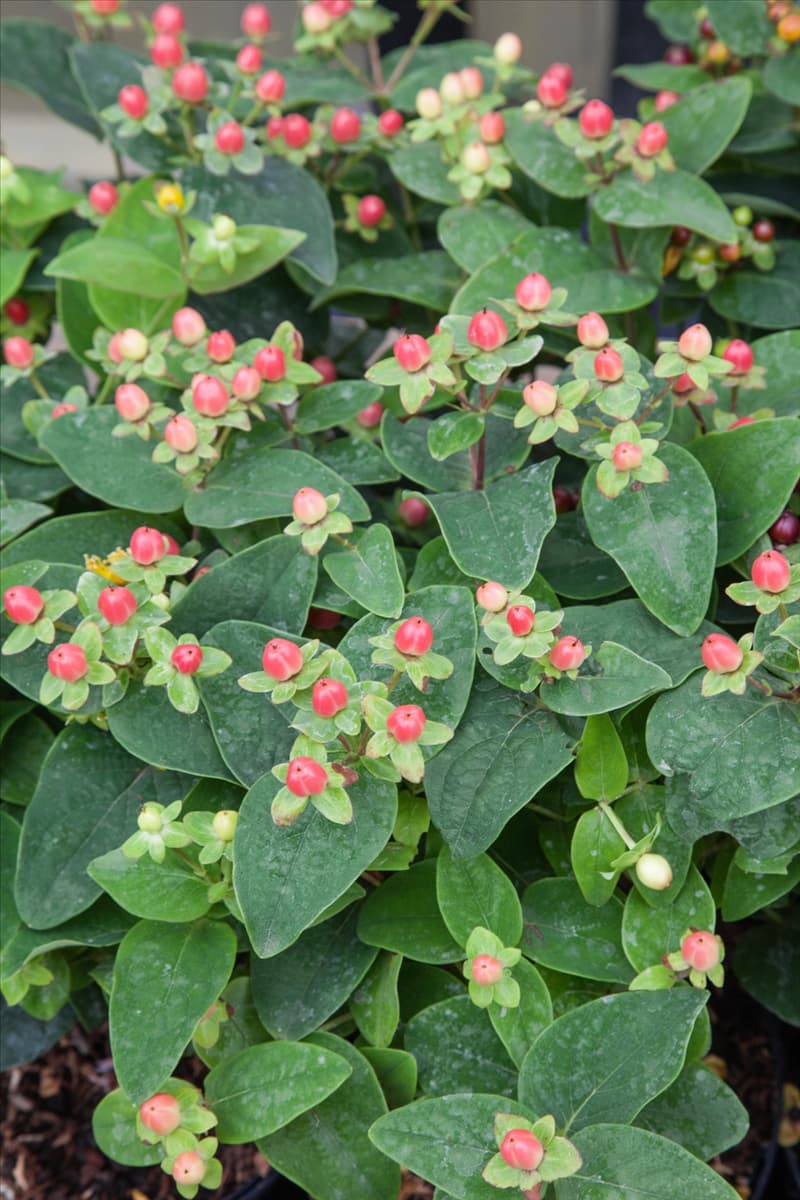Hypericum Miracle Blossom