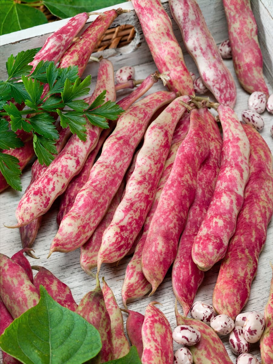 Phaseolus vulgaris var. nanus Borlotto Rosso