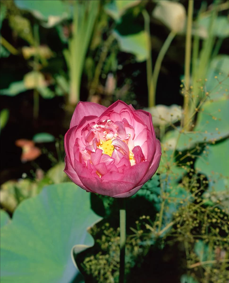 Nelumbo nucifera Plenum