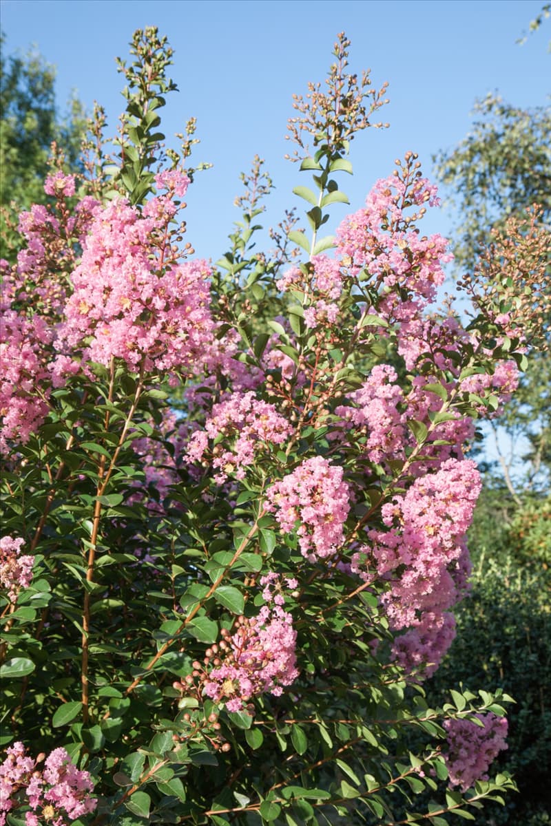 Lagerstroemia indica Soir D'Eté ®
