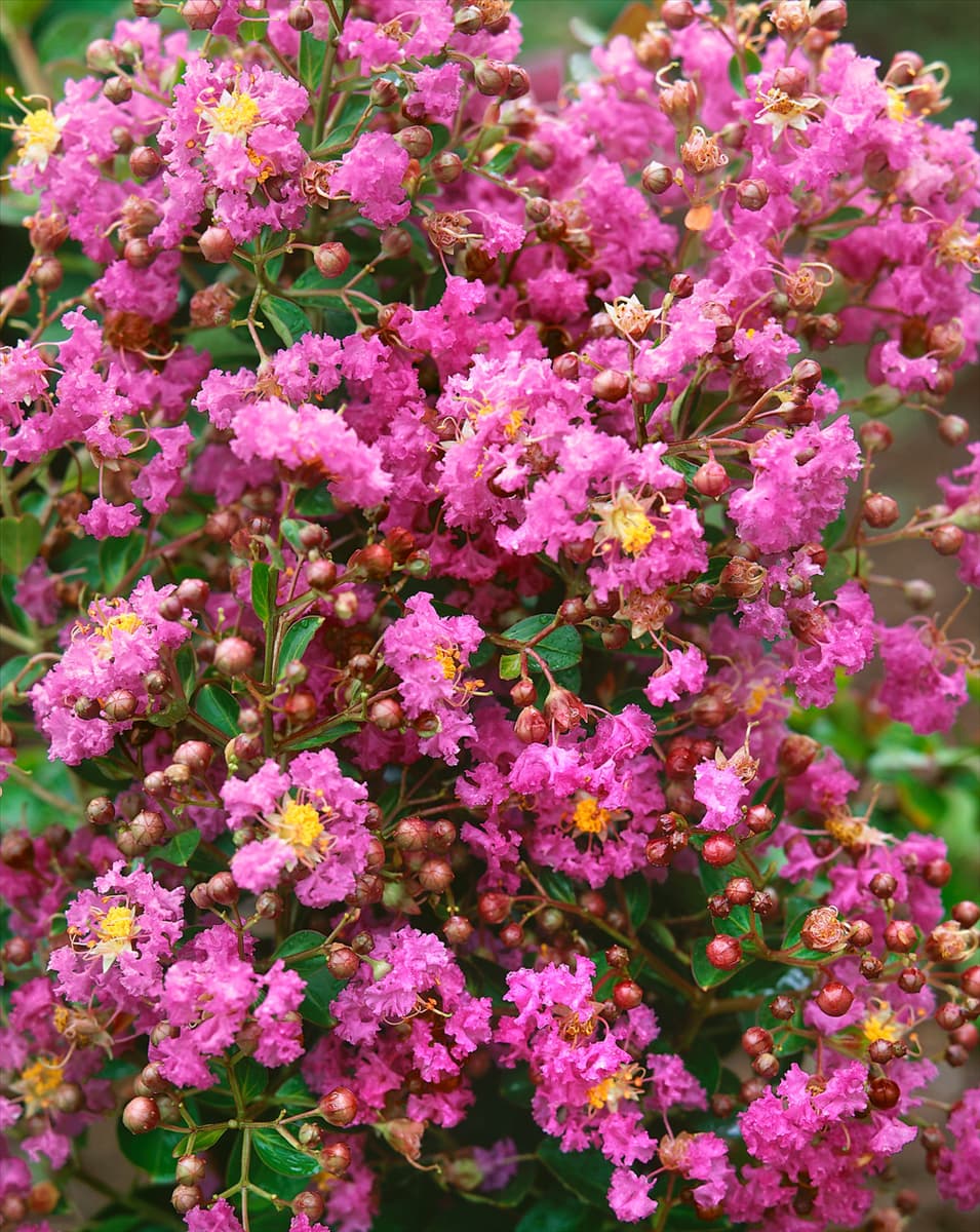 LAGERSTROEMIA INDICA EAVESII