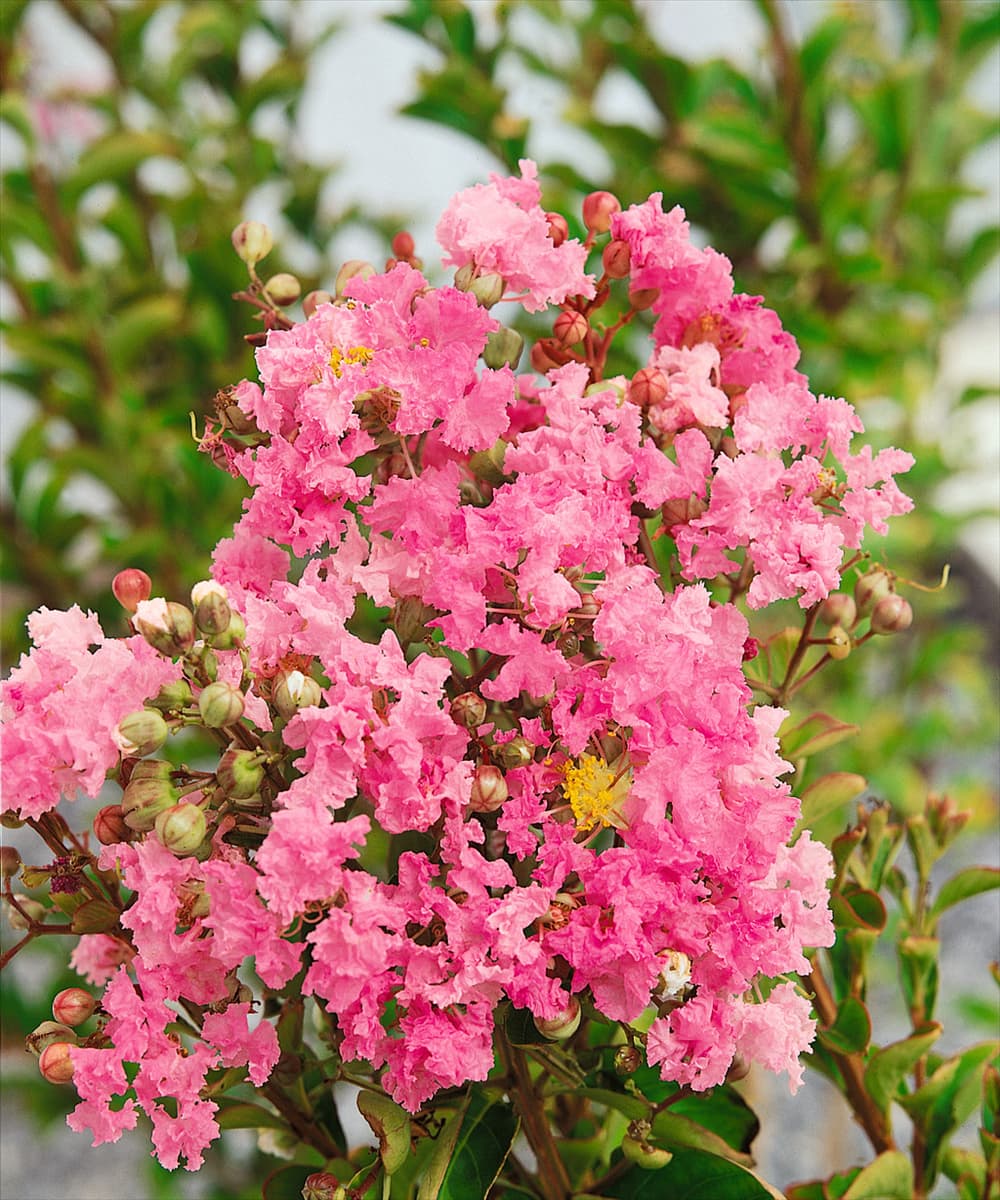 Lagerstroemia indica pink