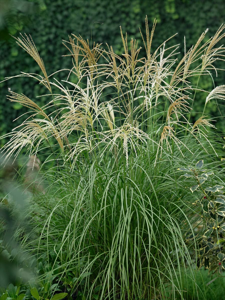 Miscanthus sinensis Hermann Müssel