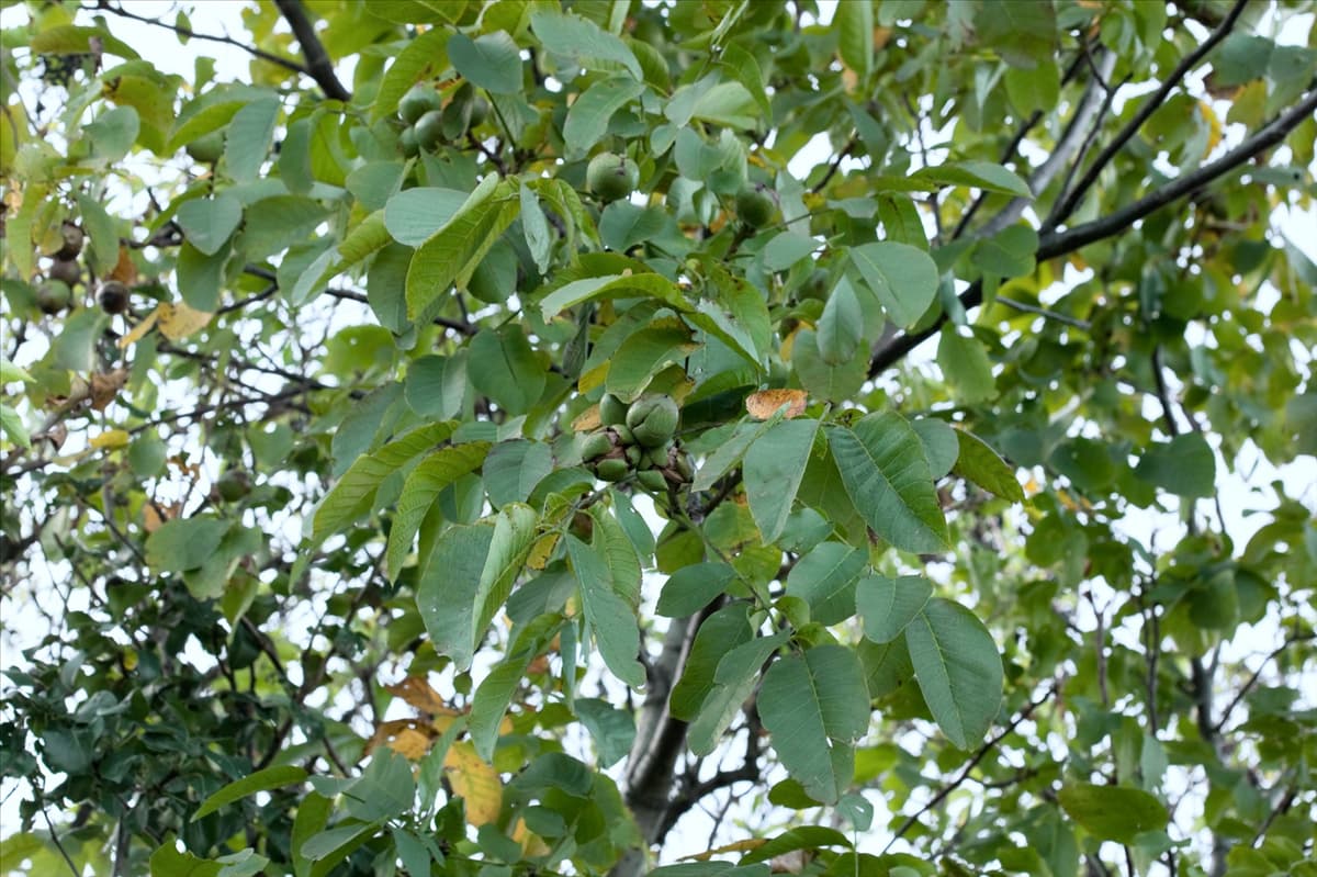 Juglans regia subsp. regia