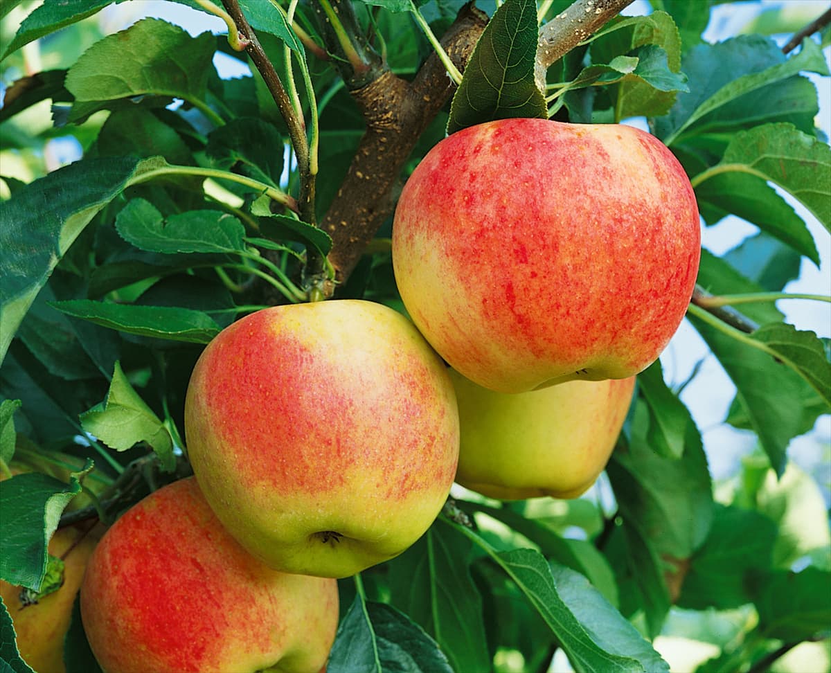 Apfel / Malus domestica Royal Gala