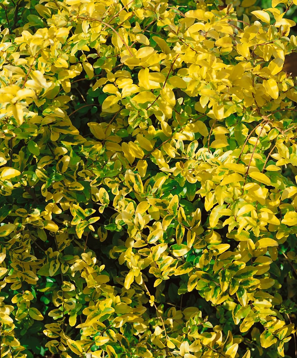 Ligustrum Lemon and Lime (R)