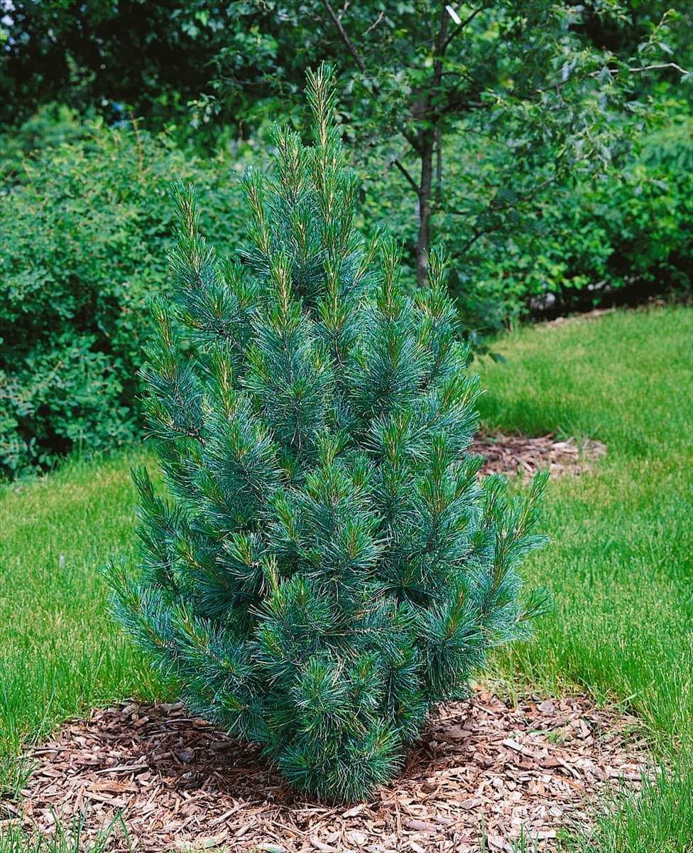 PINUS CEMBRA GLAUCA COMPACTA