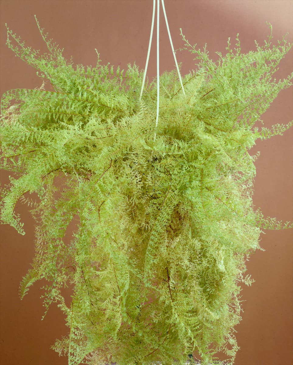 Nephrolepis Emerald