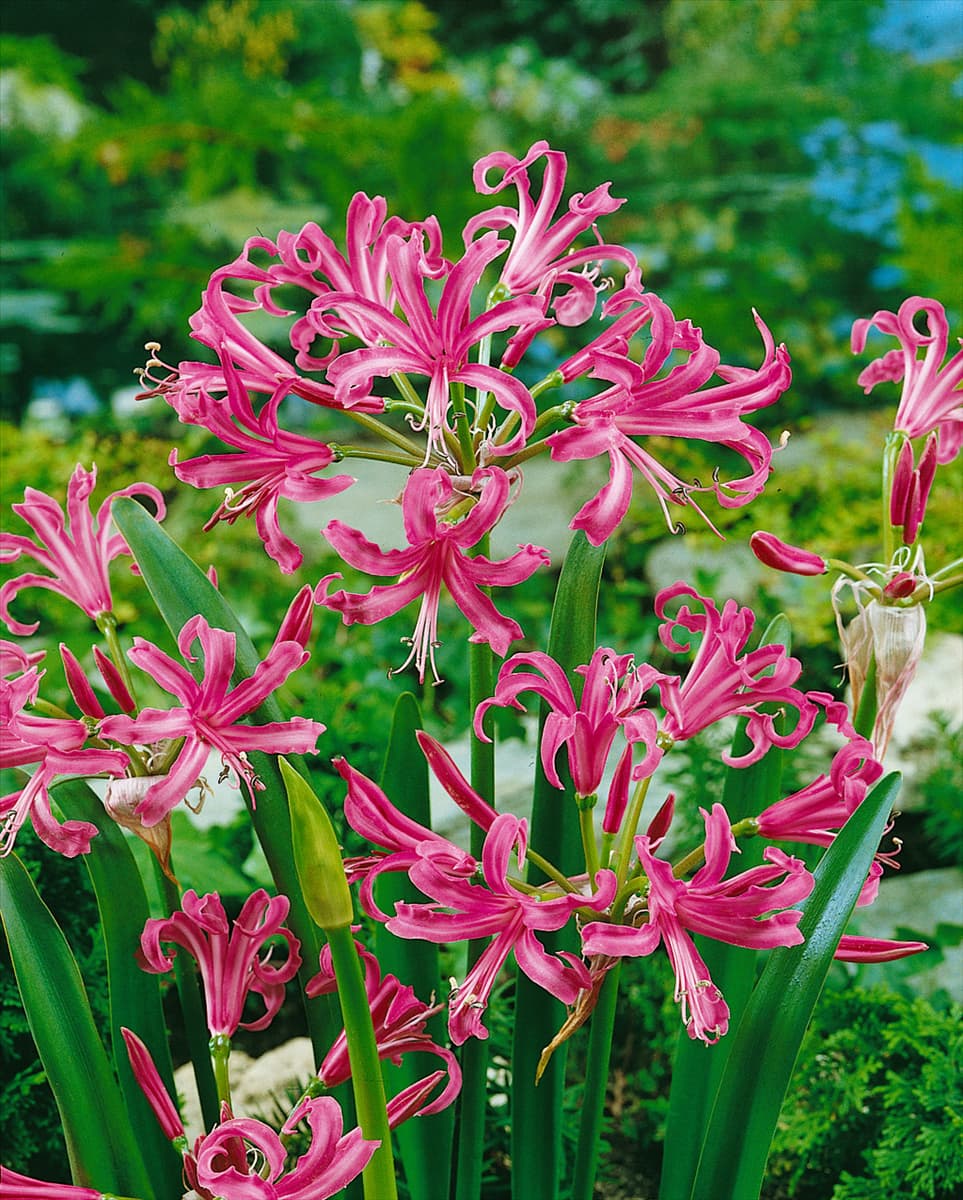 NERINE BOWDENII, DARK PINK