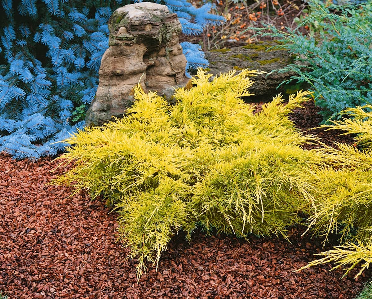 JUNIPERUS GOLD LACE