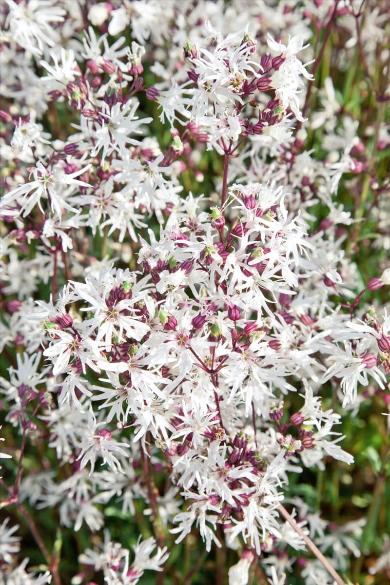 Silene flos-cuculi White Robin