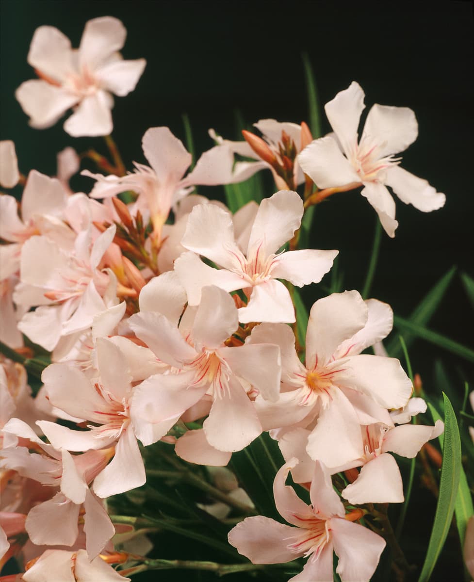 Nerium oleander