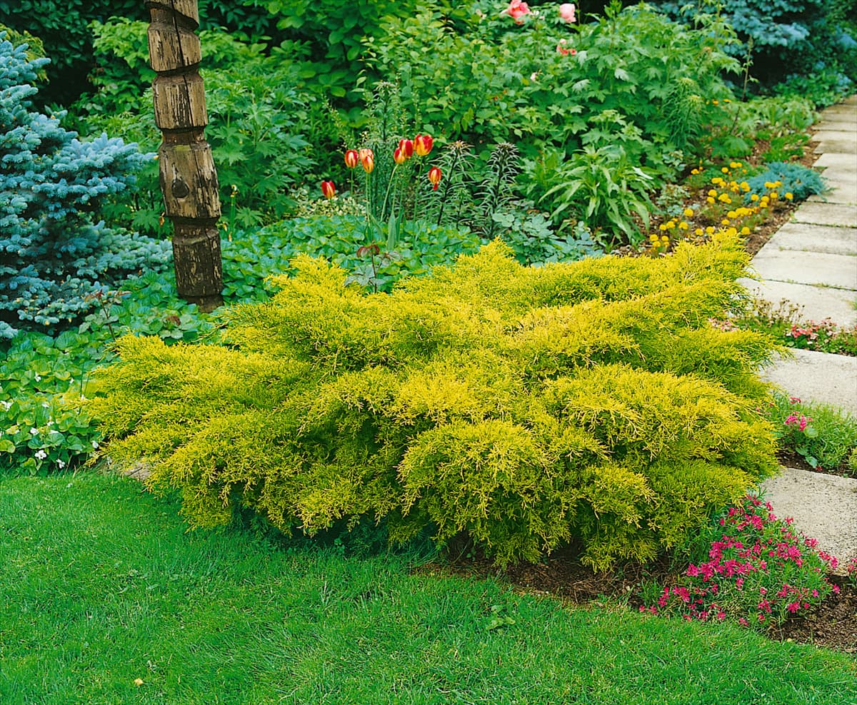 Juniperus chinensis Pfitzeriana Aurea