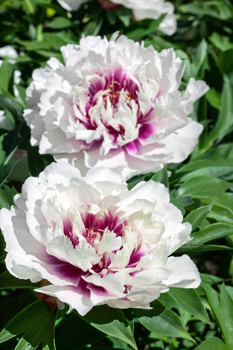 Paeonia Raggedy Ann