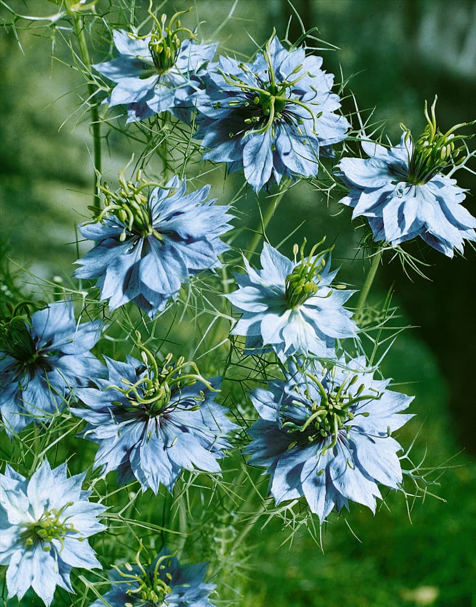 NIGELLA DAMASCENA PLENA / LOVE-IN-A-M