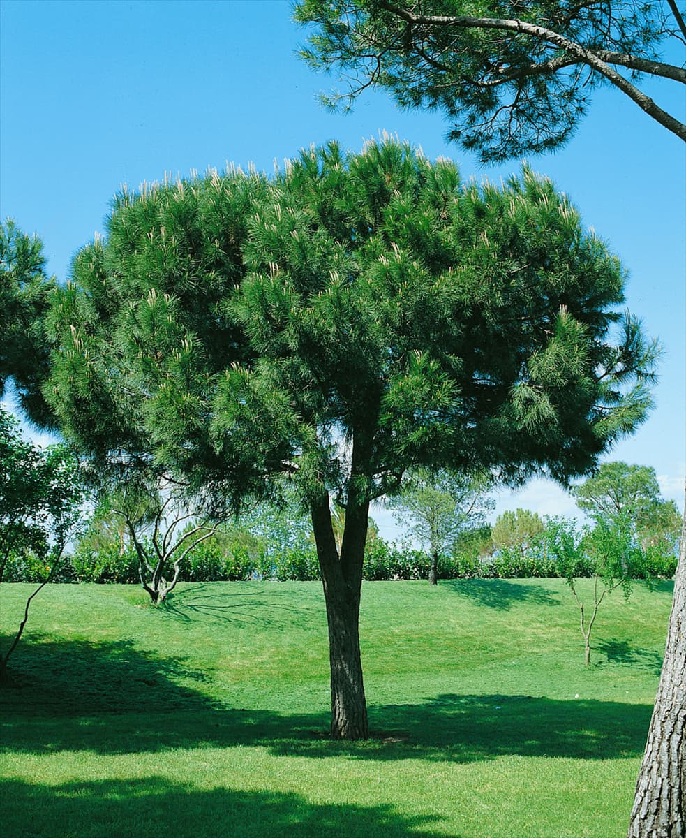 PINUS PINEA