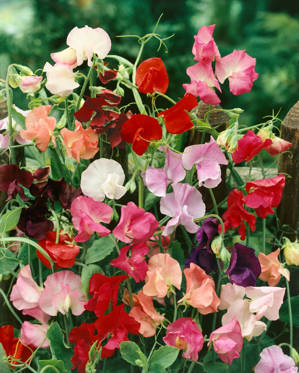 Lathyrus odoratus Spencer Mischung