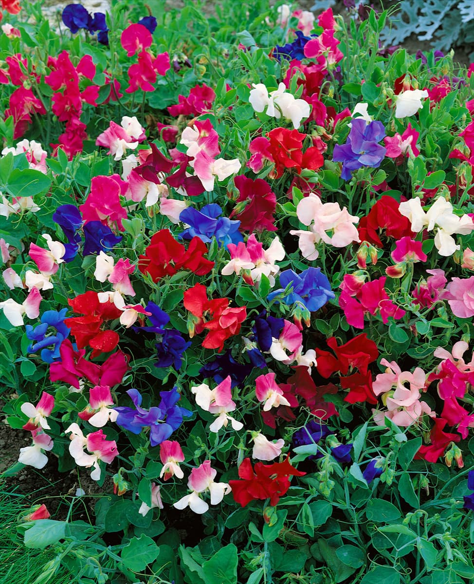 LATHYRUS ODORATUS LITTLE SWEETHEART / MIX