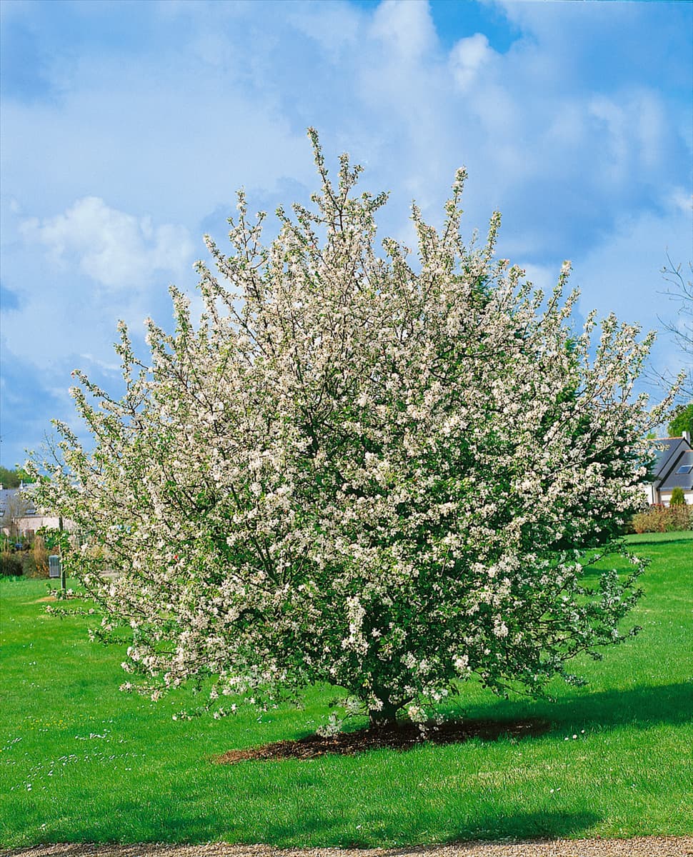 Apfelbaum / Malus domestica tree blühend