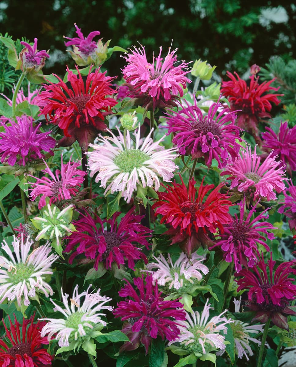MONARDA PANORAMA / BERGAMOT