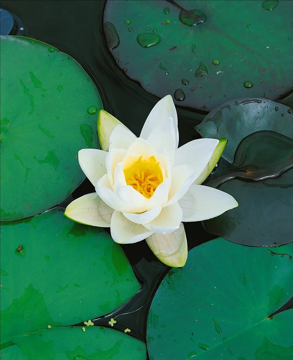 NYMPHAEA ODORATA GIGANTEA WHITE