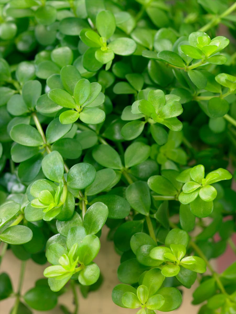 Peperomia deppeana