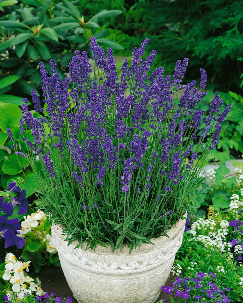 Lavandula angustifolia Hidcote Blue