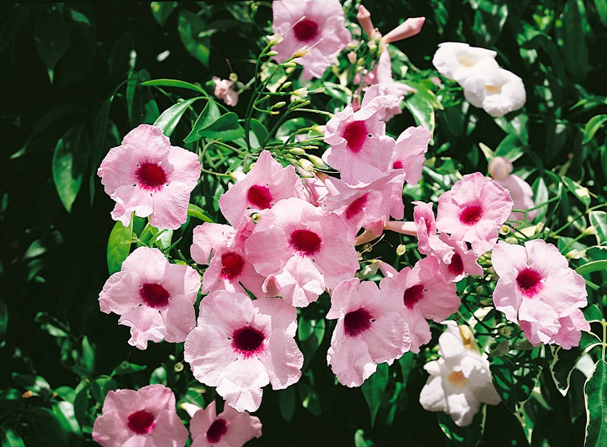 Pandorea jasminoides Rosea