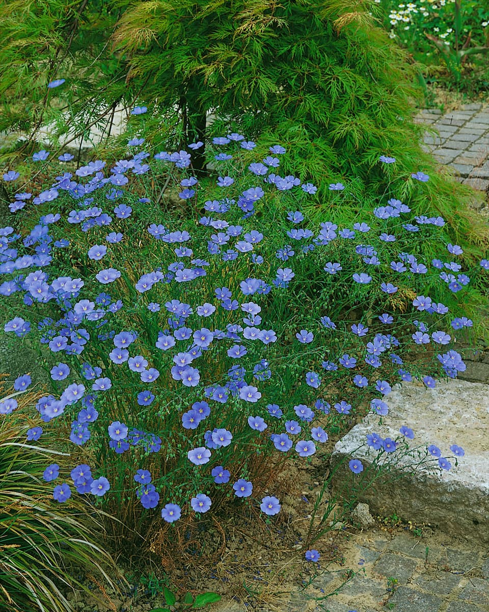 LINUM PERENNE / SAPHIR