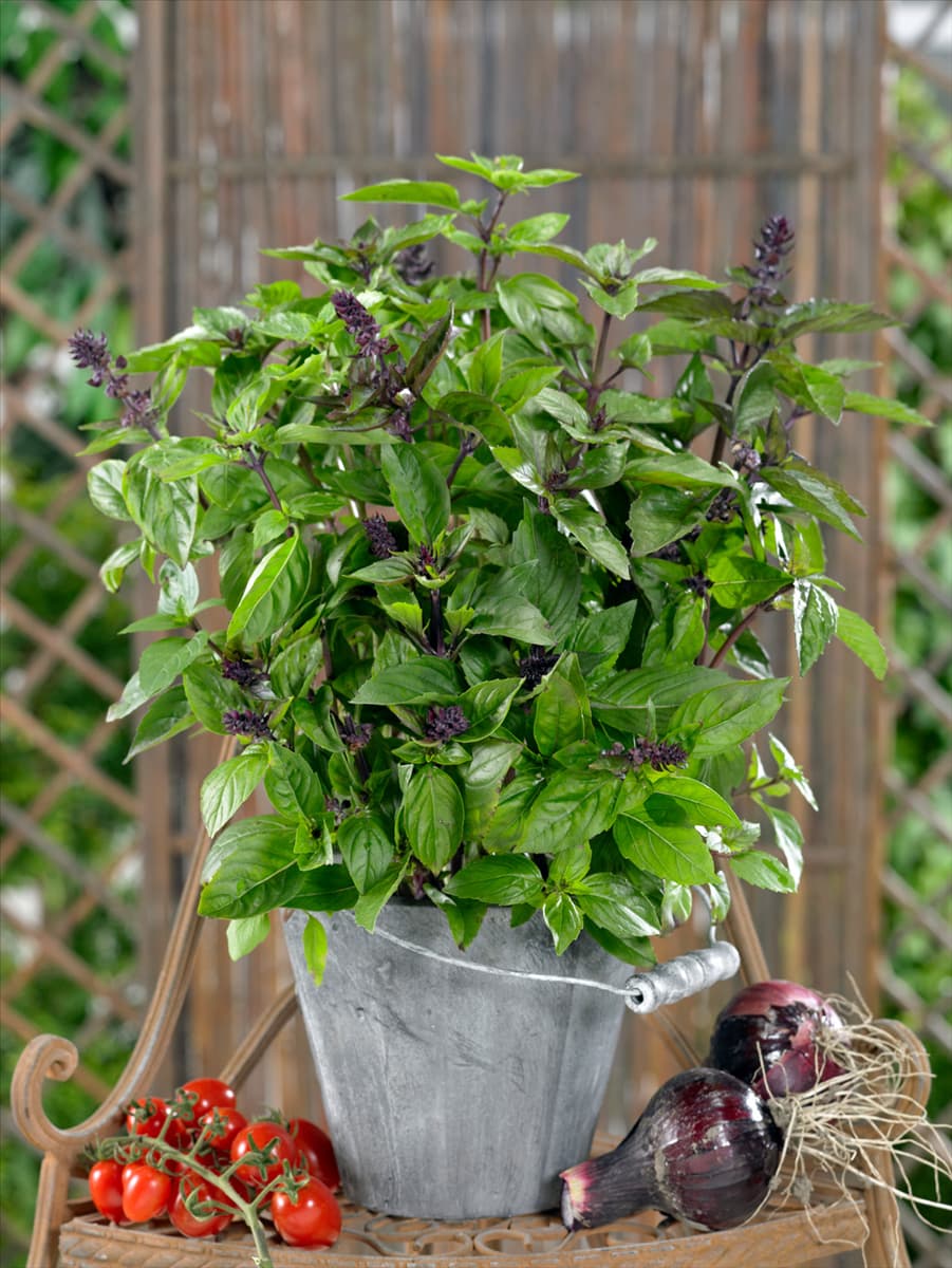 Ocimum basilicum Cino