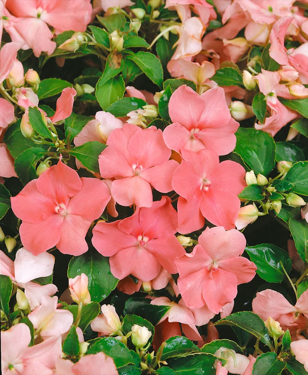 Impatiens walleriana coral