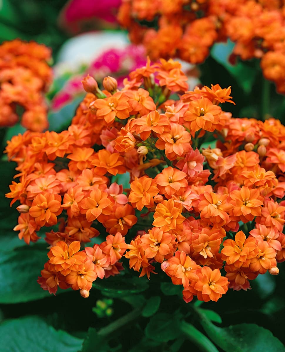 Kalanchoe blossfeldiana 'Calandiva'® Kalanchoe 'Calandiva'®