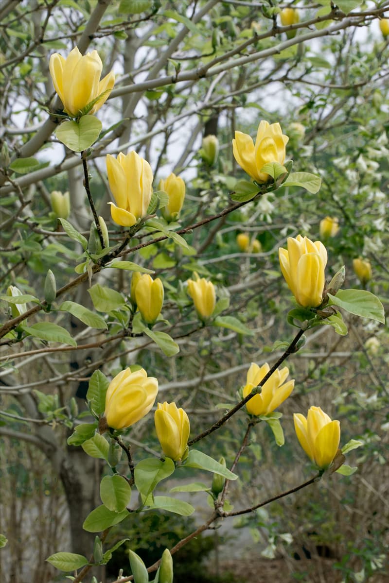 Magnolia x brooklynensis Yellow Bird