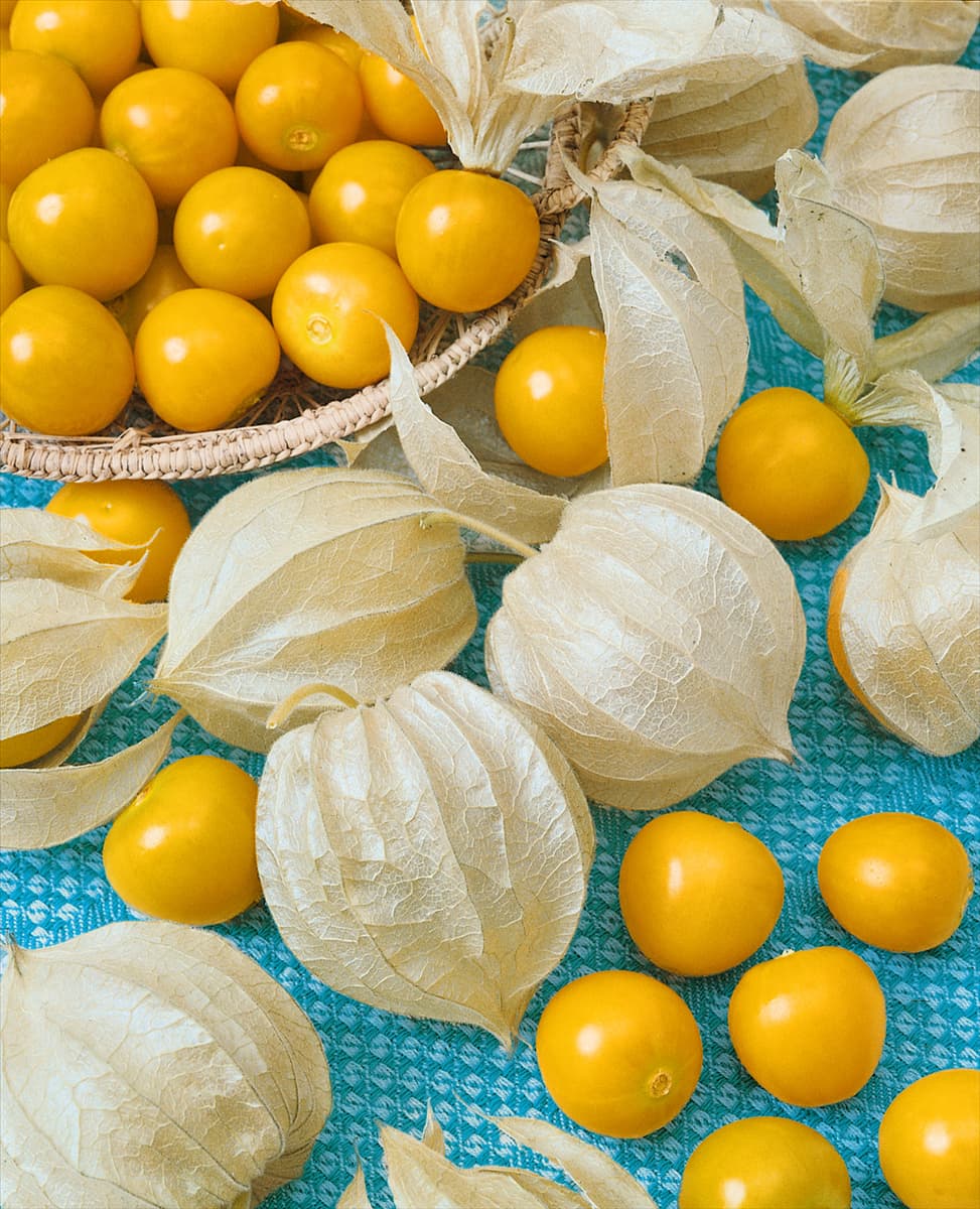 Physalis peruviana