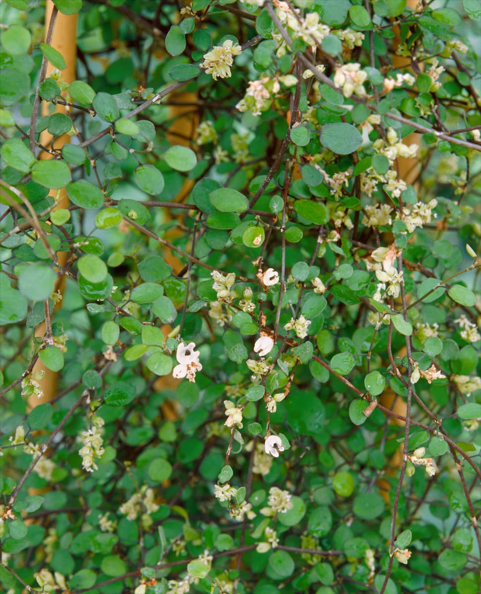 Muehlenbeckia complexa