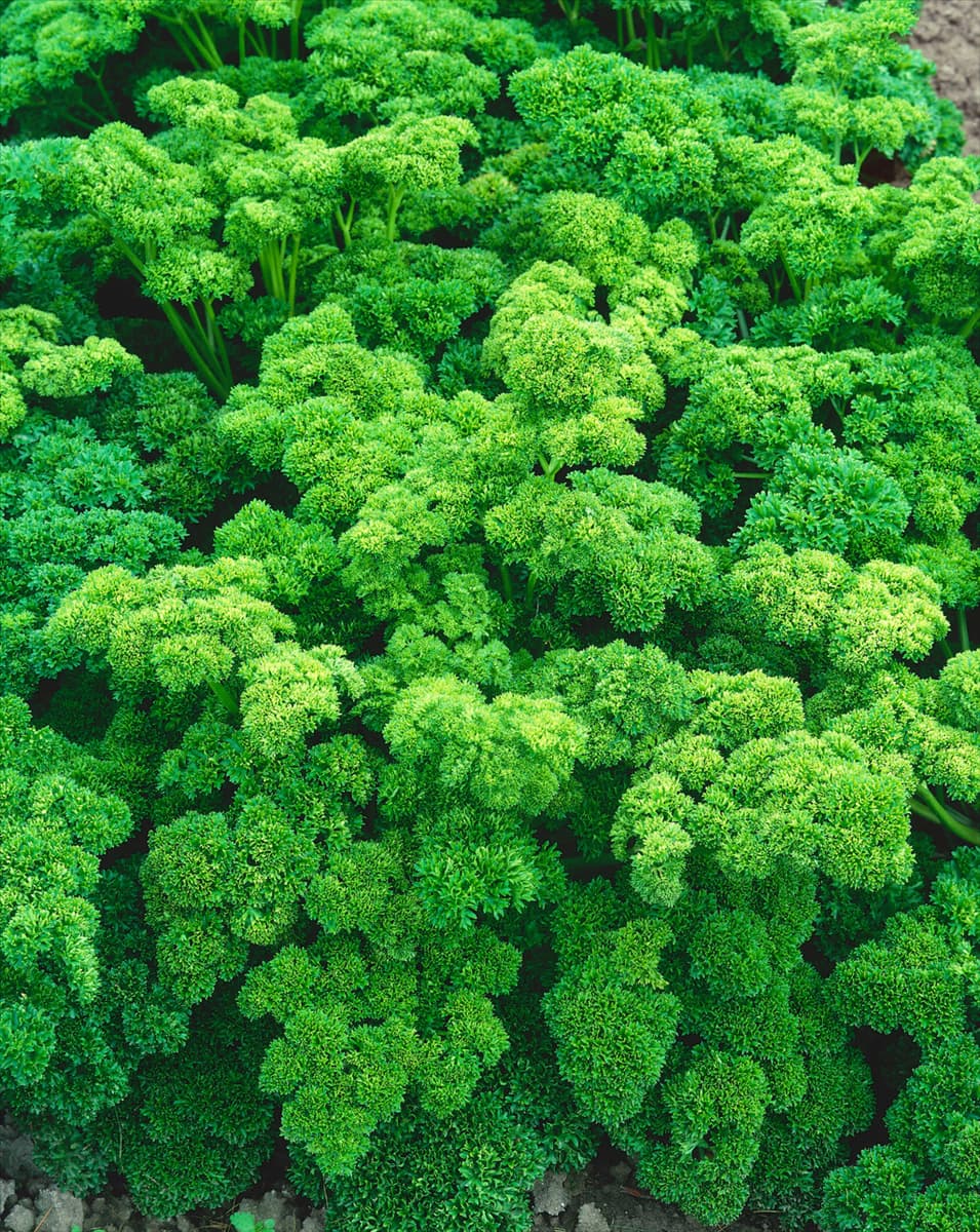 Petroselinum crispum var. crispum Mooskrause