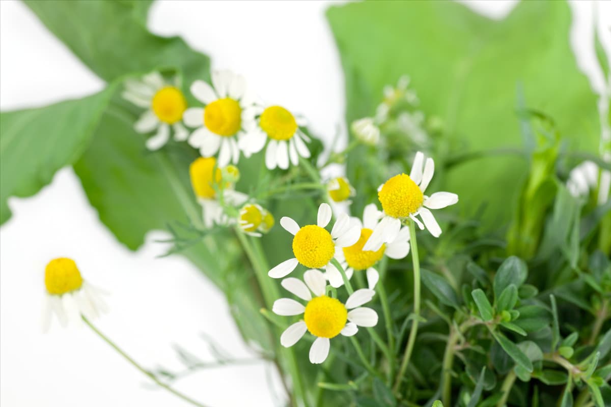 Matricaria recutita