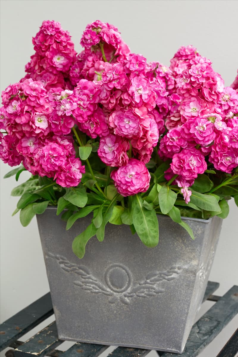 Matthiola incana Hot Cakes Pink im Topf