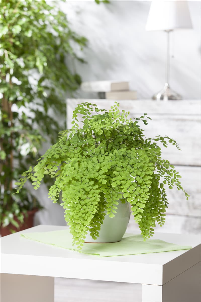 Cheilanthes pteridoides Lippenfarn