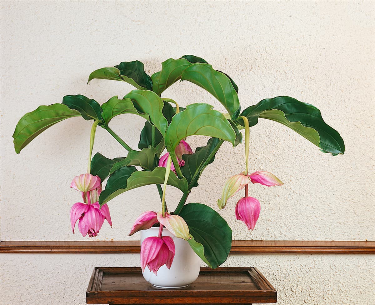 MEDINILLA