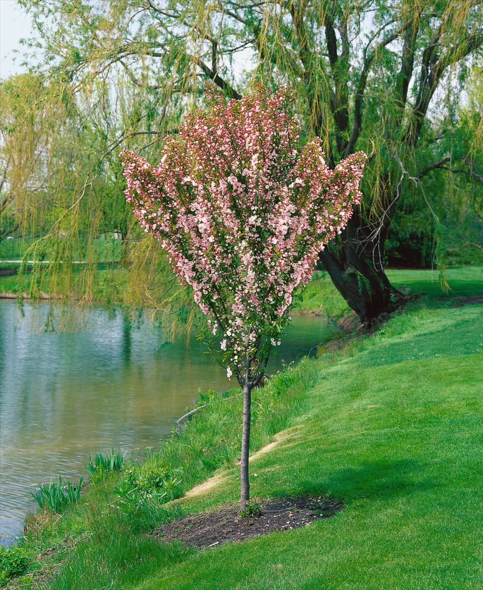 MALUS ADIRONDACK