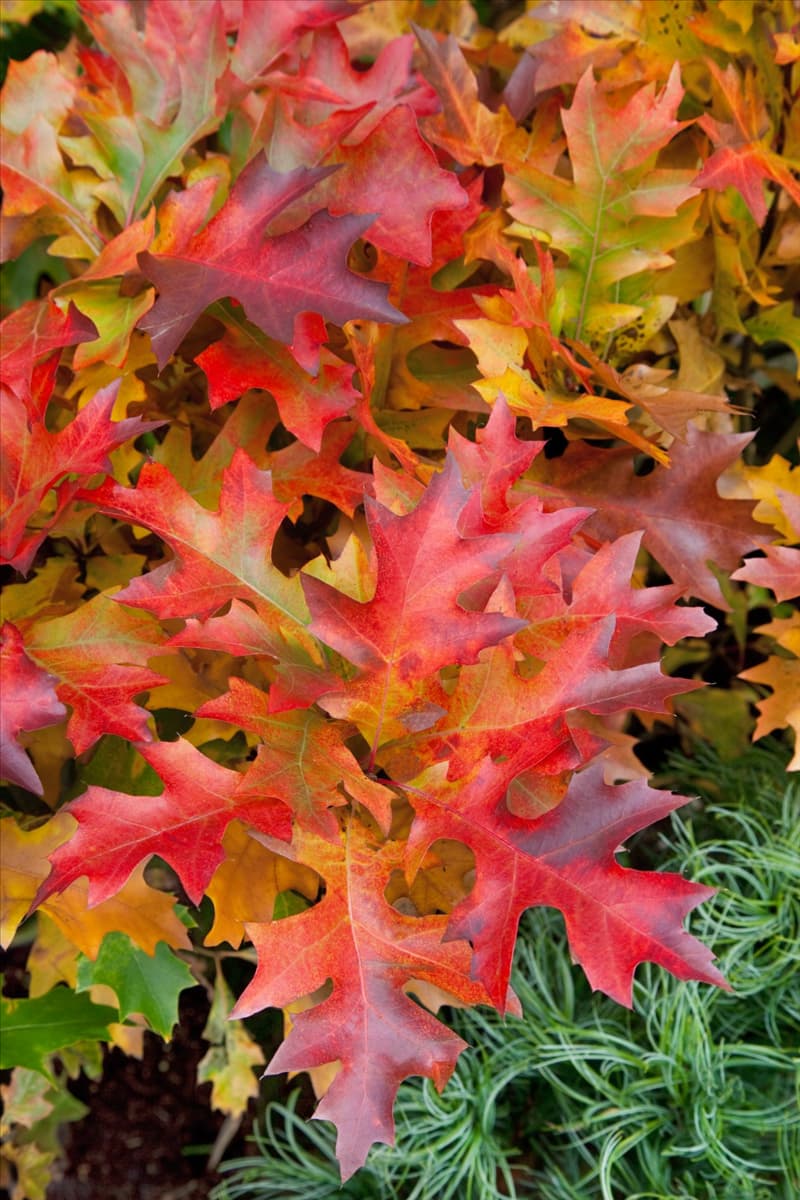 Quercus palustris Green Dwarf