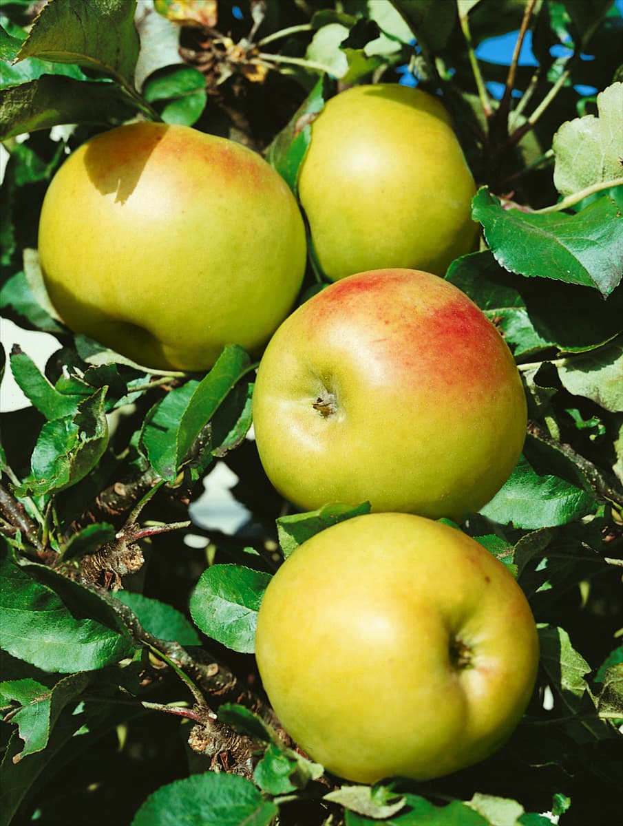 Malus 'Ballerina'® 'Ballerina'® Säulenapfel
