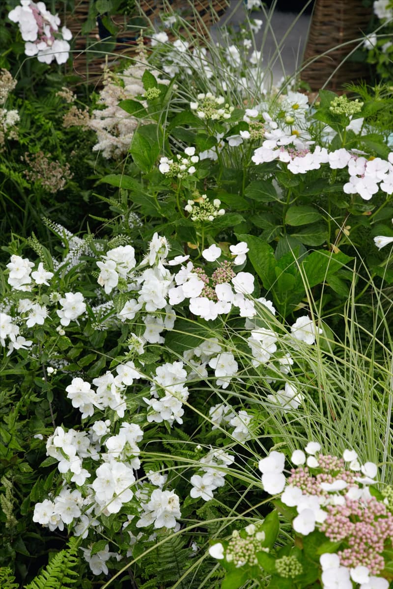 Polemonium caeruleum Album