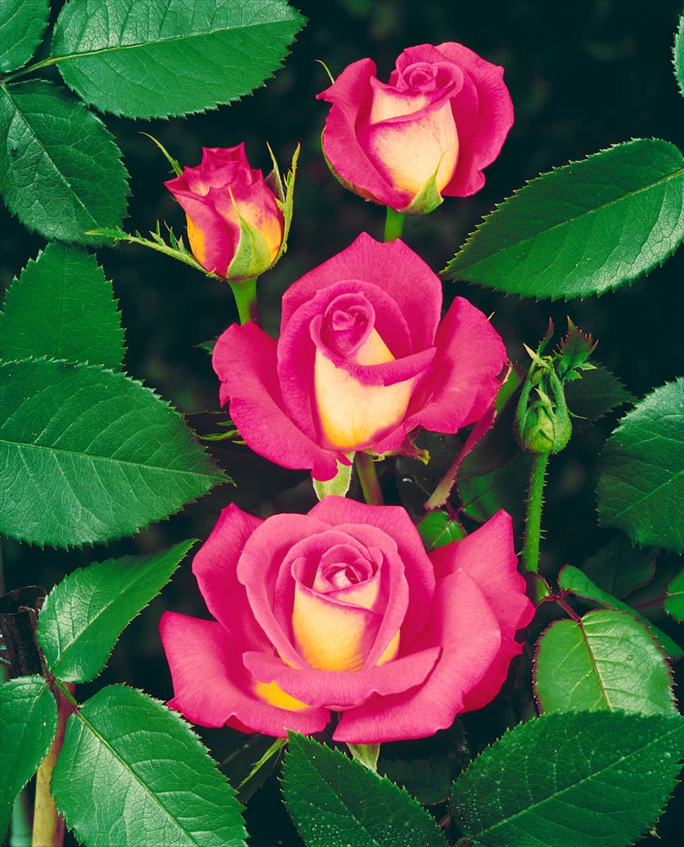 Rosa 'Chicago Peace'® Edelrose 'Chicago Peace'®