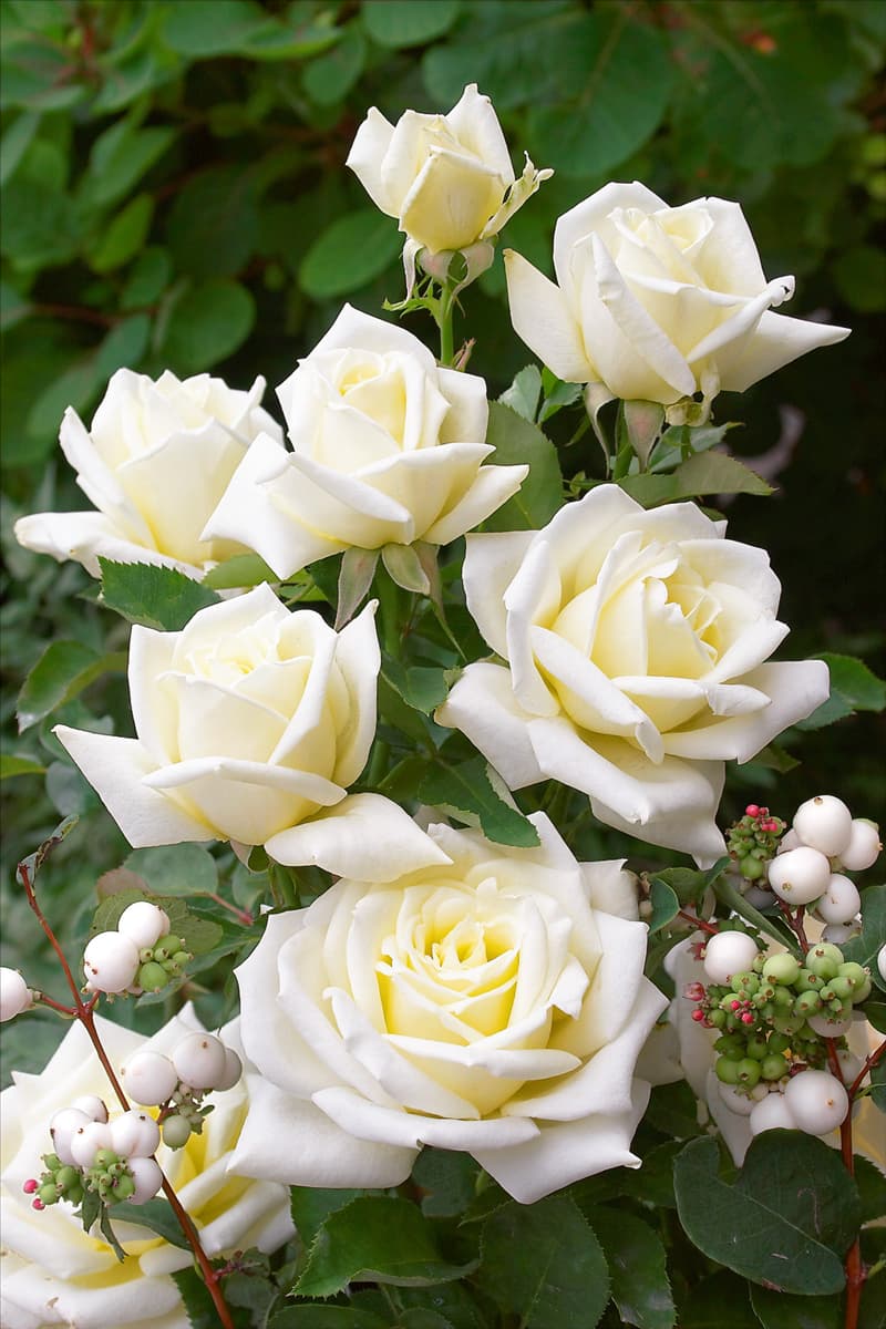 Rosa 'Chopin' Edelrose 'Chopin'