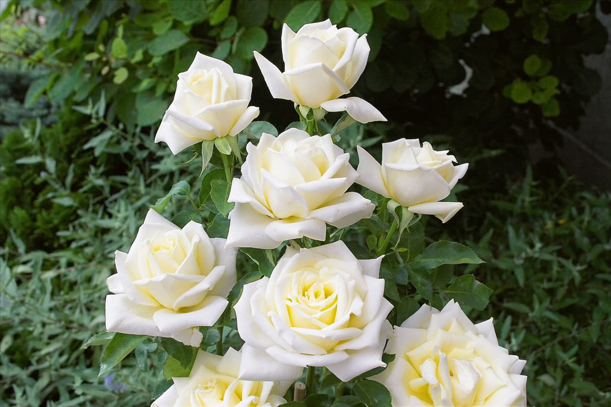 Rosa 'Polarstern'® Edelrose 'Polarstern'®