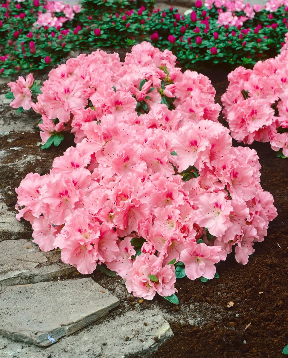 RHODODENDRON simsii Veluwe Groet
