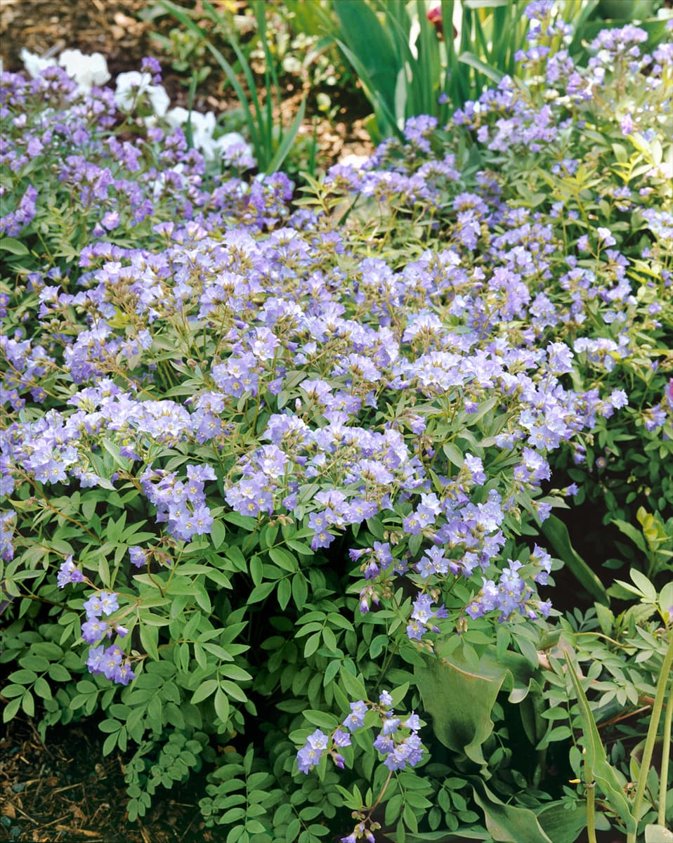 Polemonium Heaven Scent USPP#20214